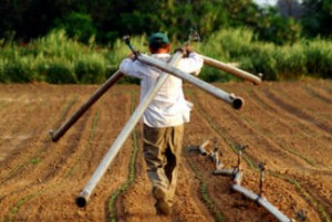 agrotesF-300x201