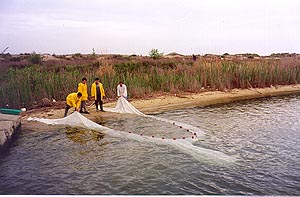 fishsampling